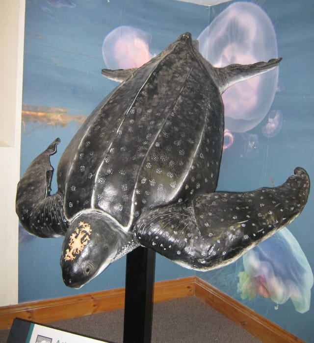 The Leatherback turtle