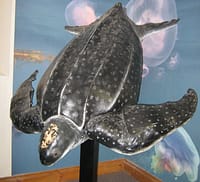 The Leatherback turtle